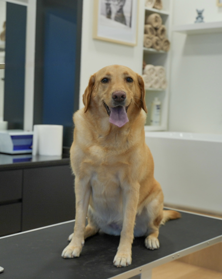 Pet Loft grooming studio